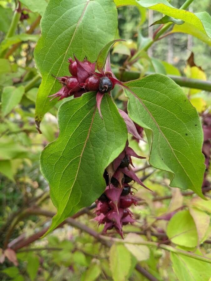 Leycesteria 26