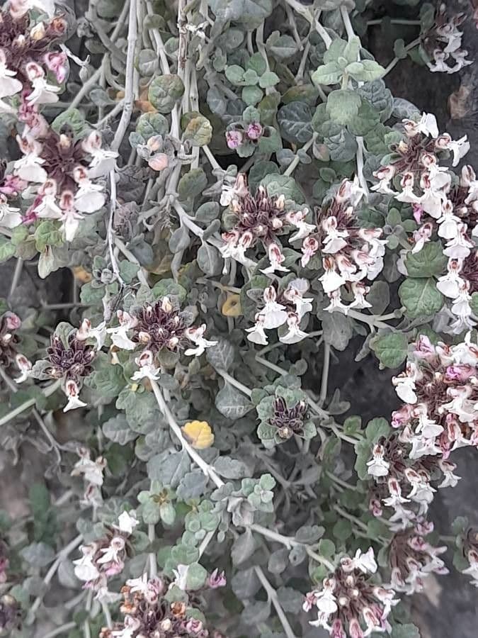 Teucrium buxifolium 2