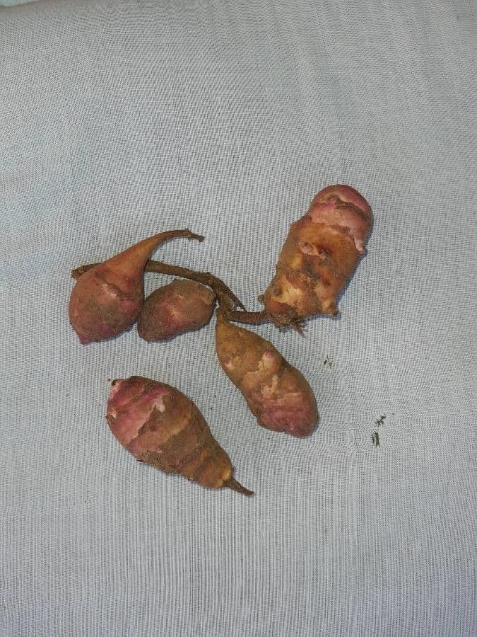 Topinambur 5