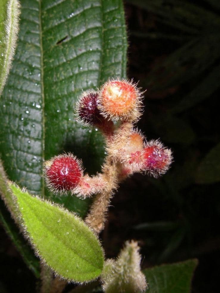 Miconia 2