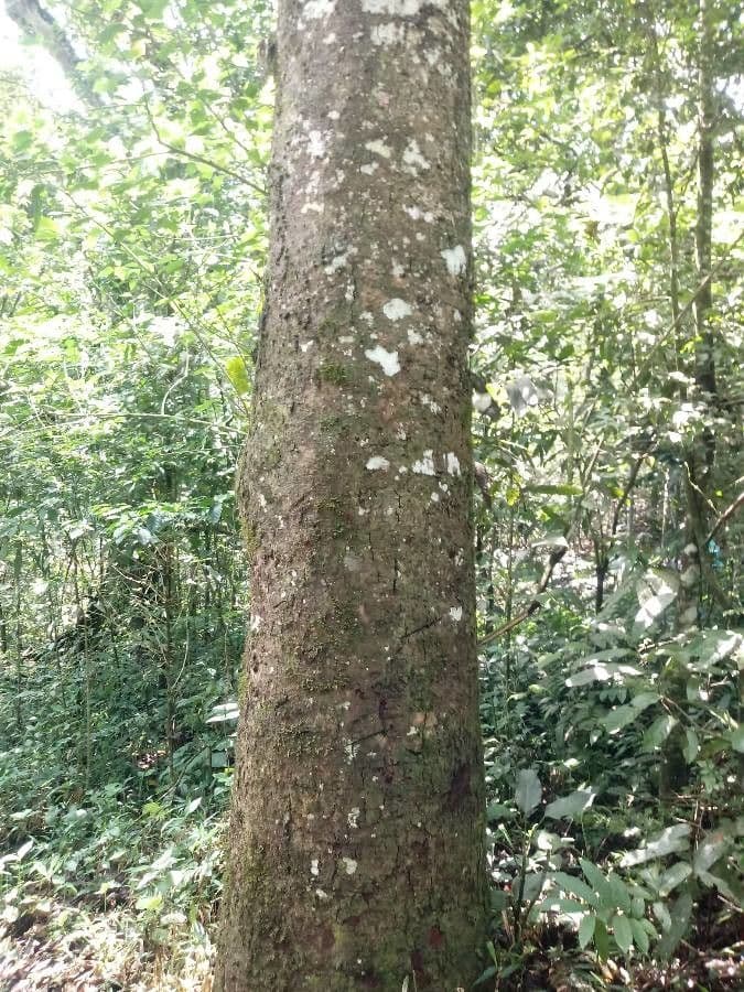 Wild cashew 7