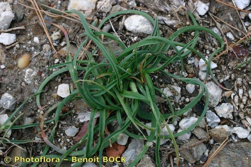 Aglio rotondo 20