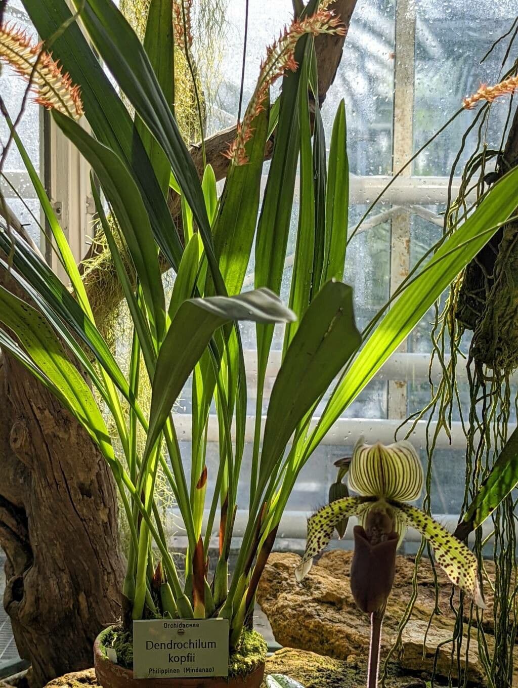 Dendrochilum