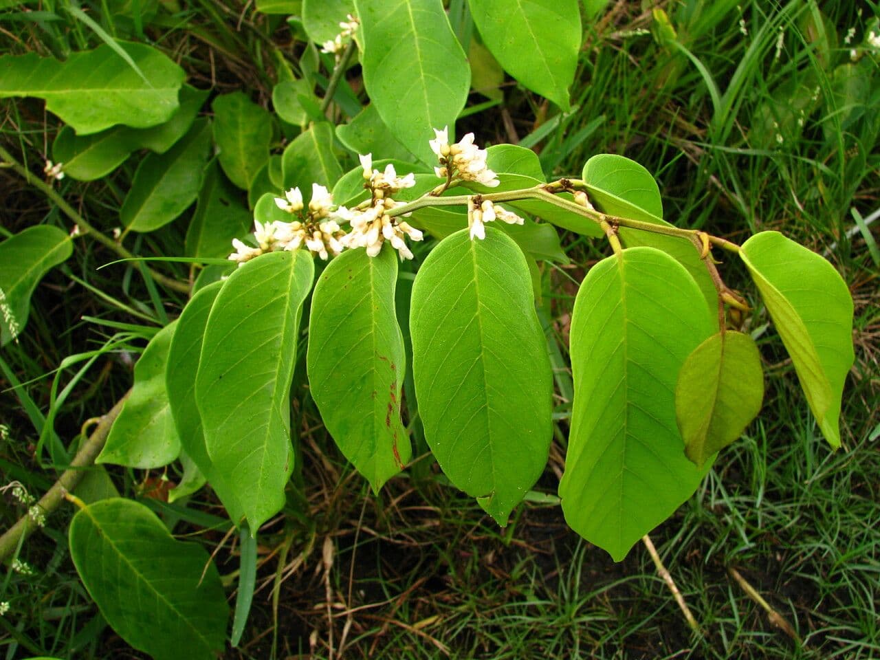 Dalbergia ecastaphyllum 19