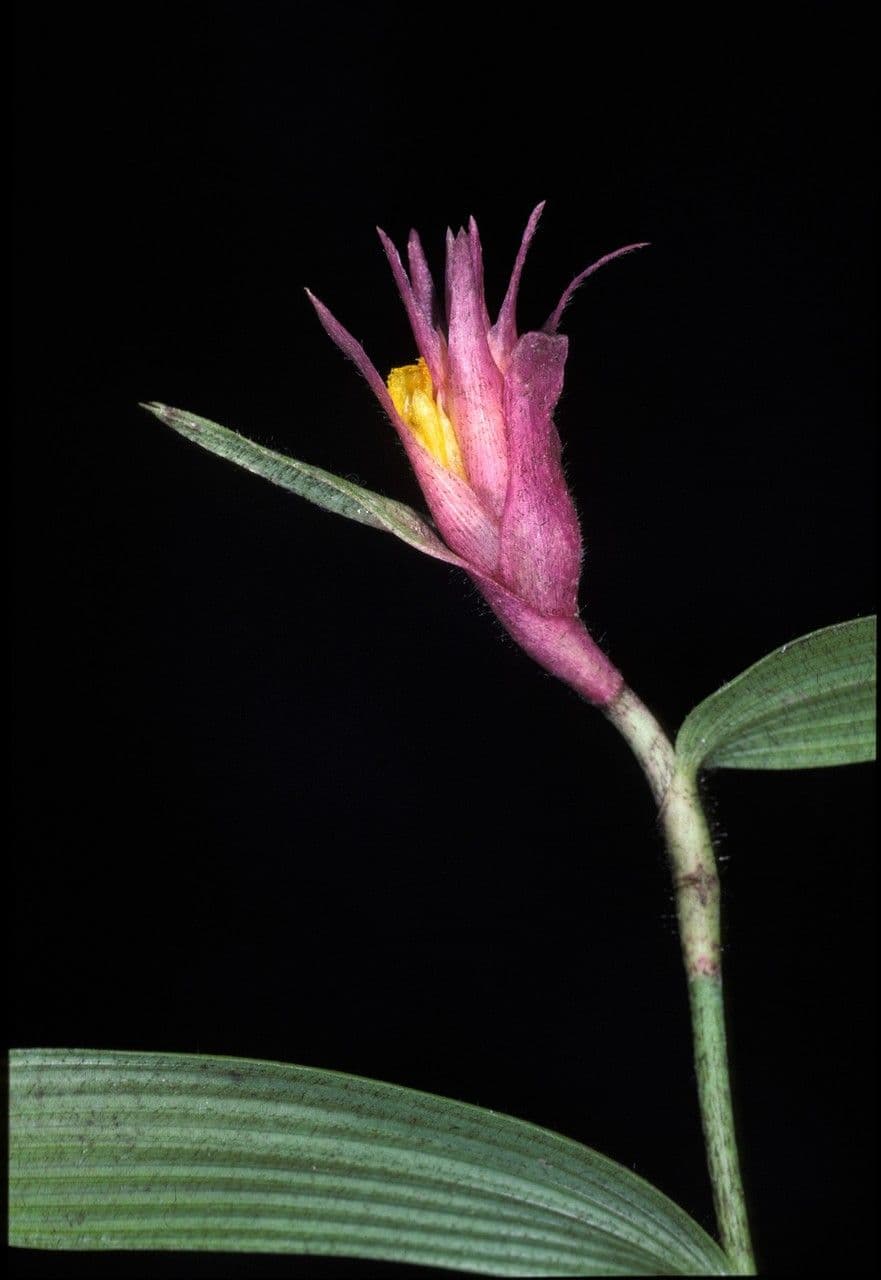Elleanthus 2