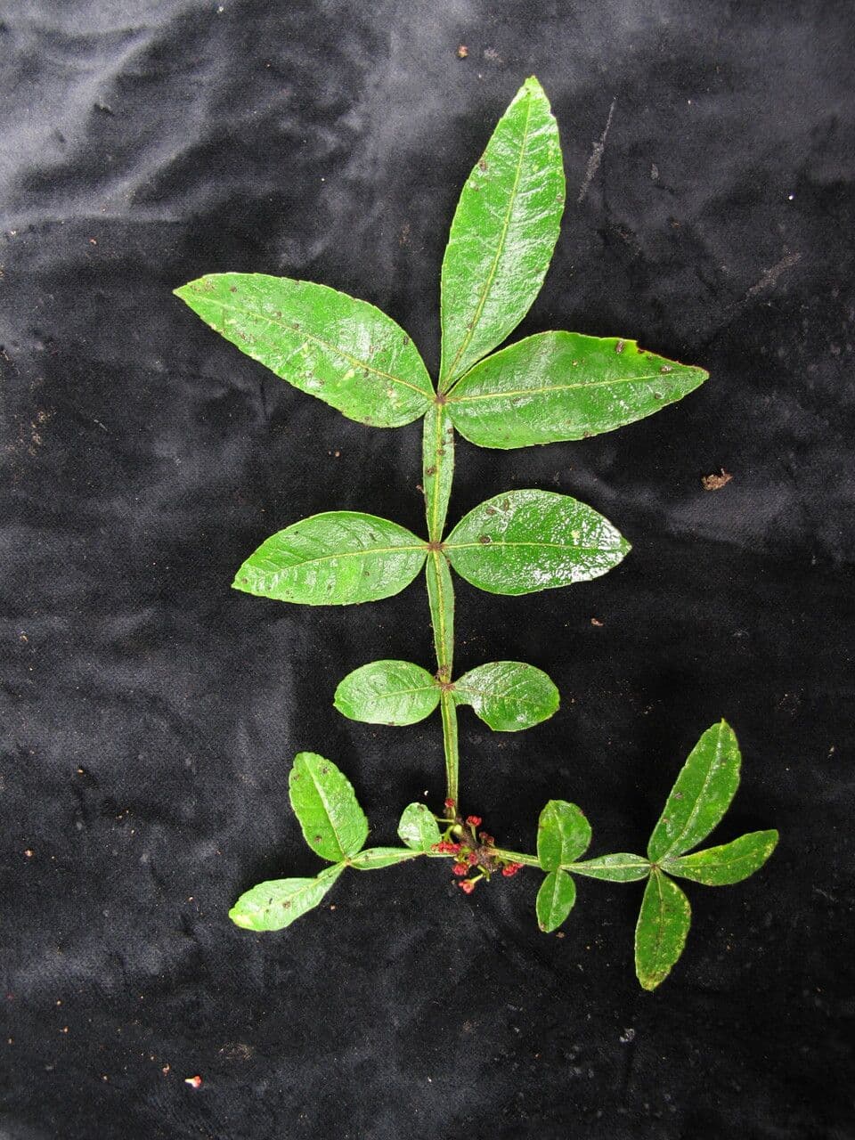 Zanthoxylum 8