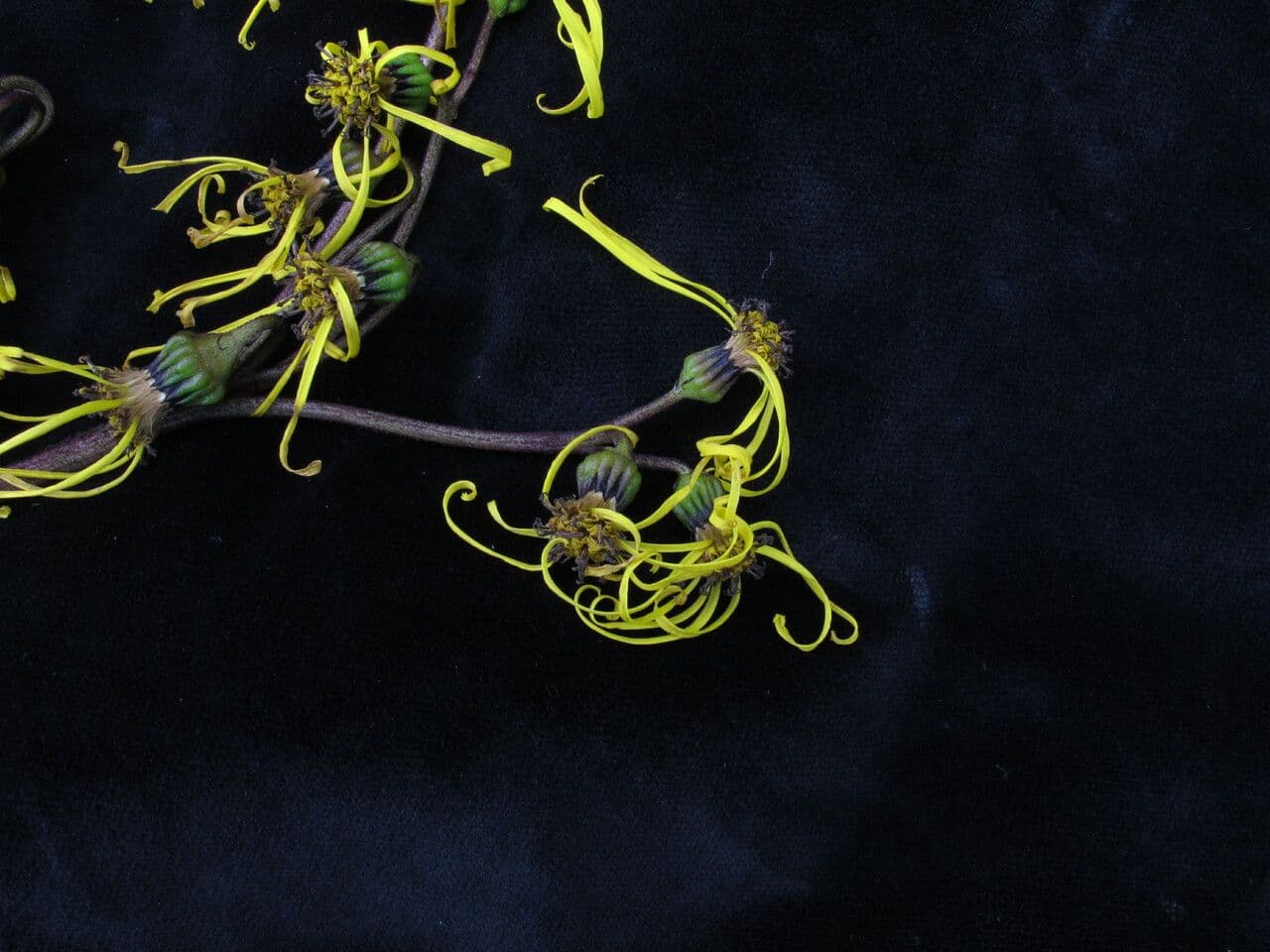 Ligularia 4