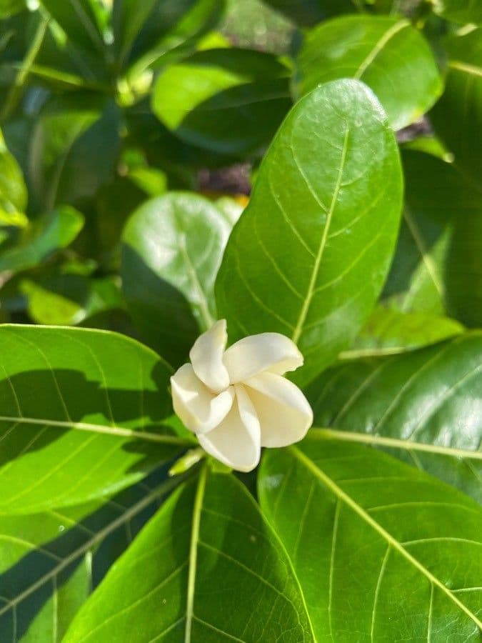 Gardenia tahitańska 2