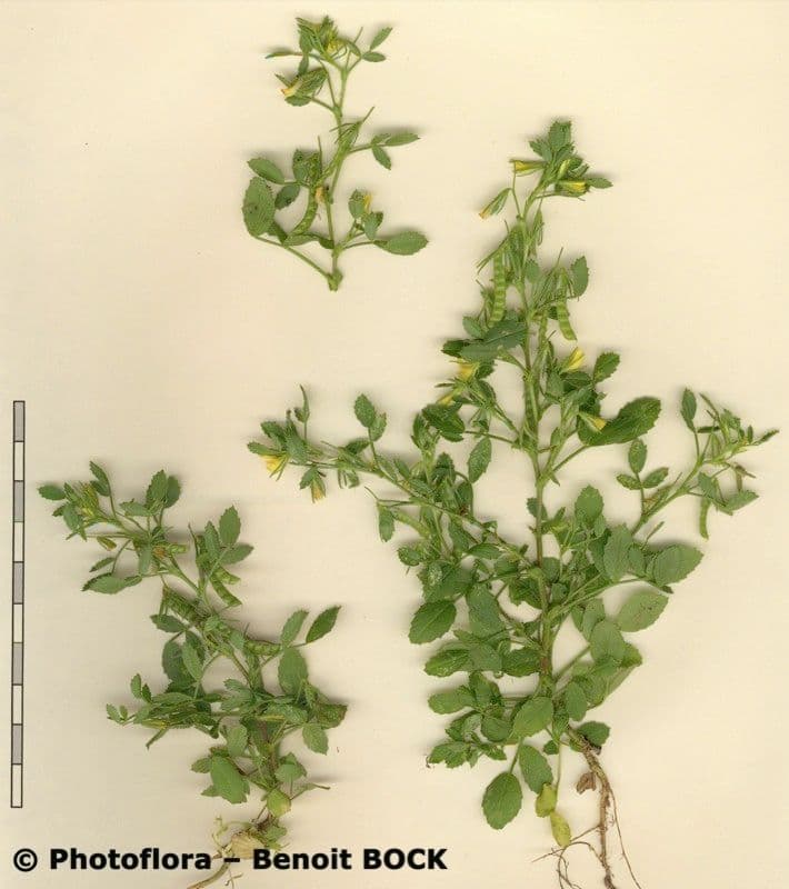 Groggelaria 21