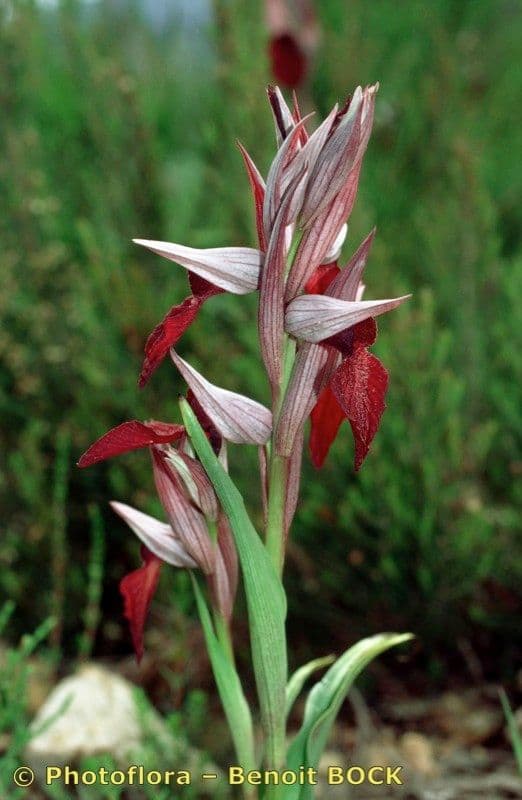 Serapias cordigero 19