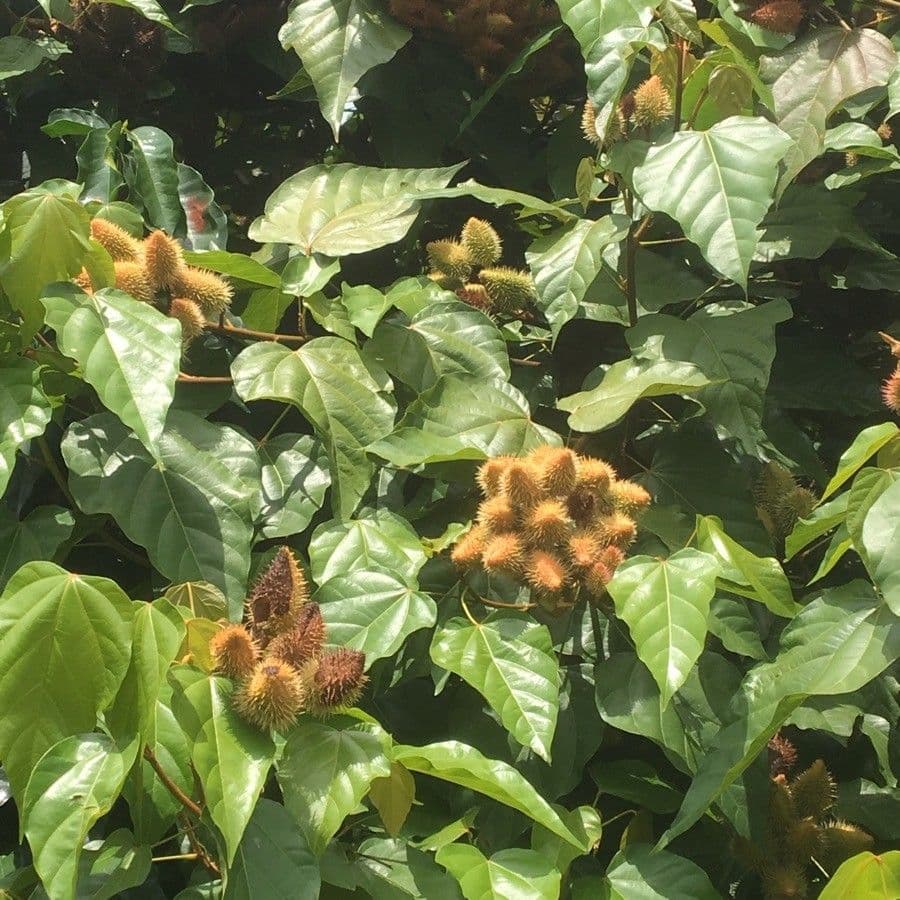 Achiote 7