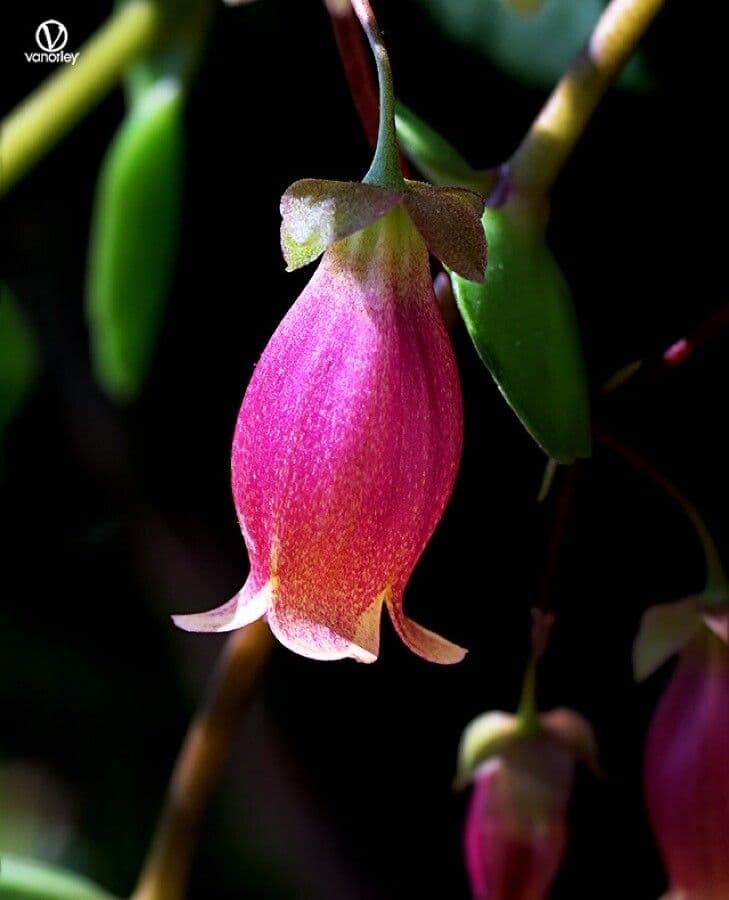 Kalanchoe 4
