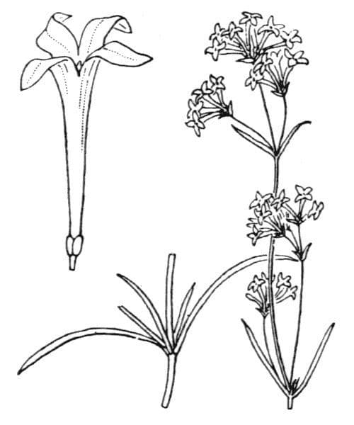 Asperula aristata 26