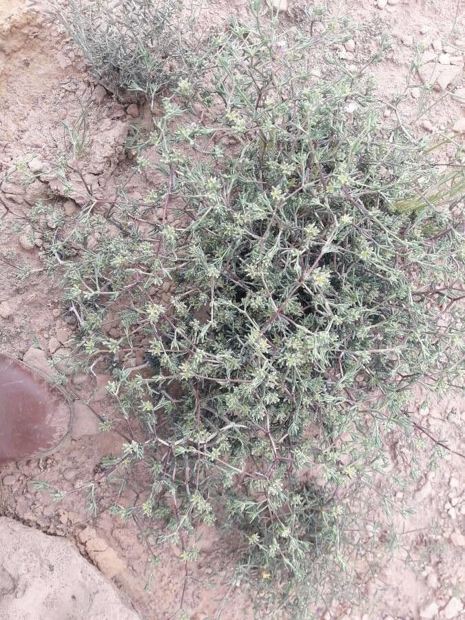 Gymnocarpos