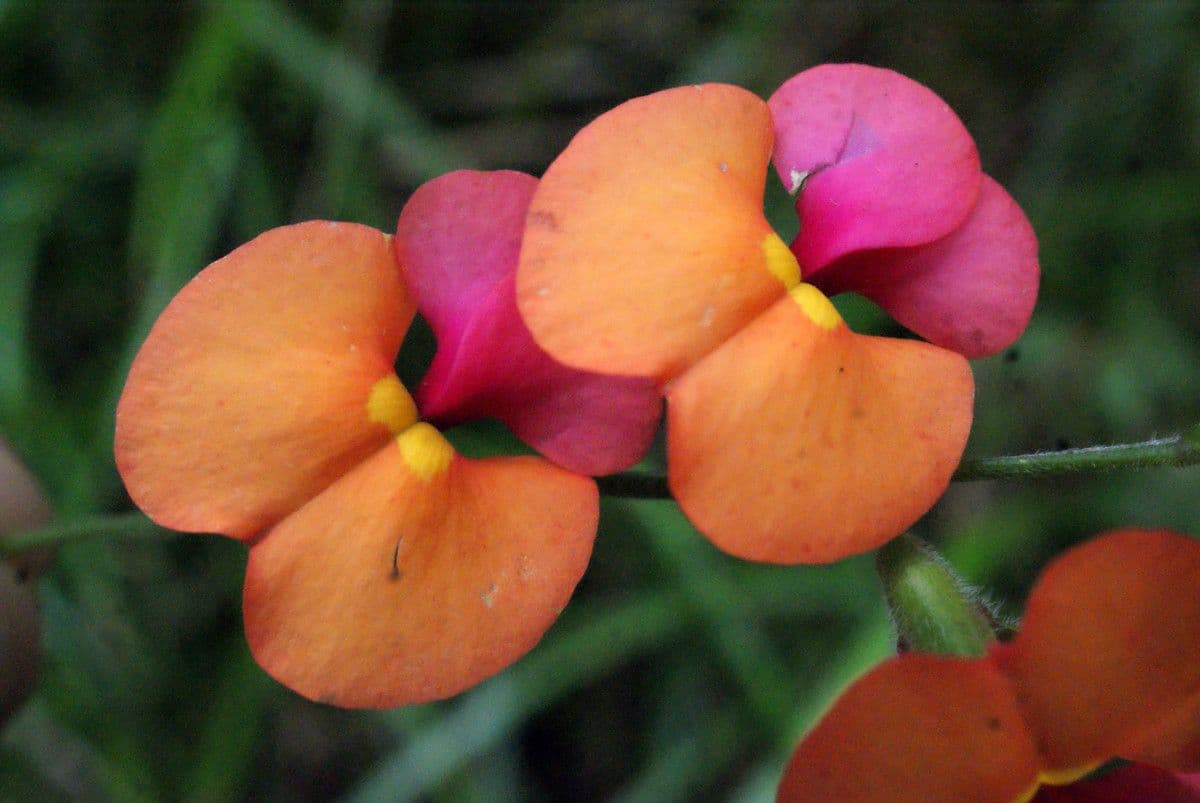 Kennedia 5