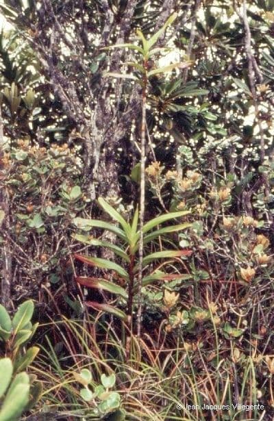 Dendrobium 12