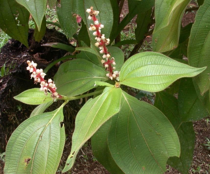 Miconia 13