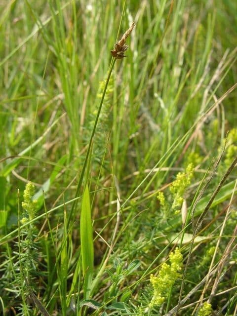Carice ottusa 2
