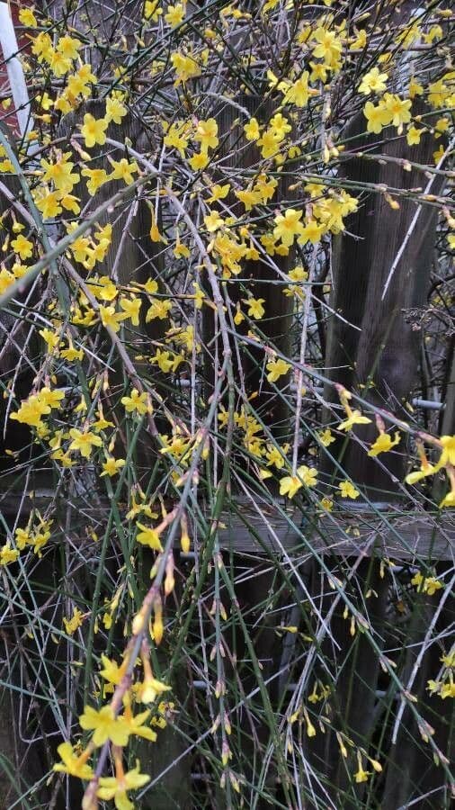Winter-Jasmin 12