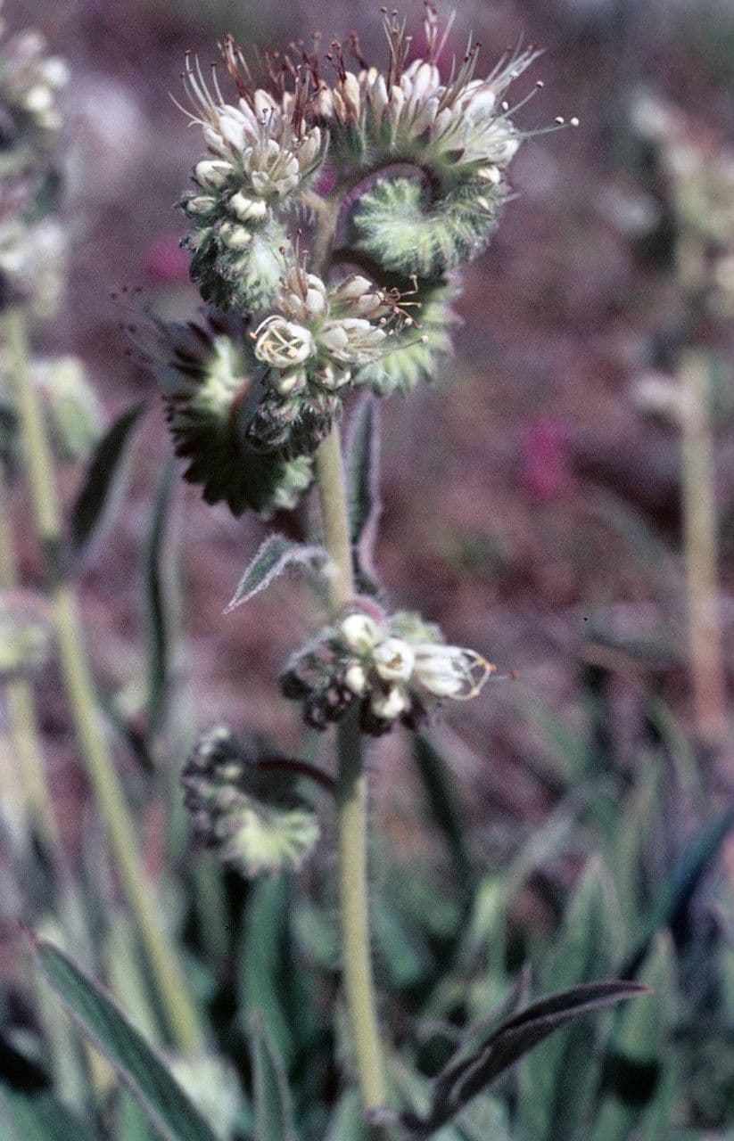 Phacelia 4