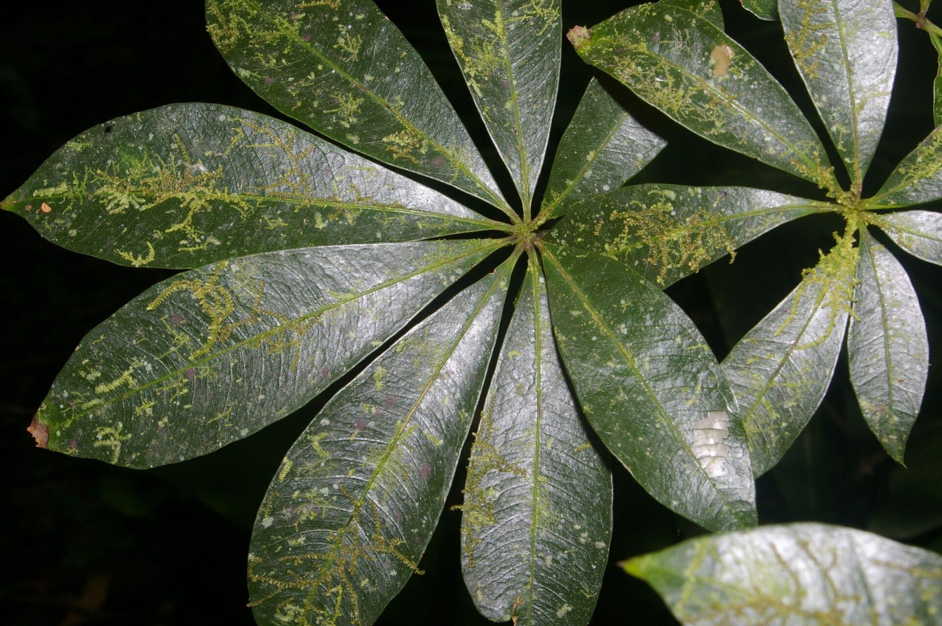 Spirotheca 12