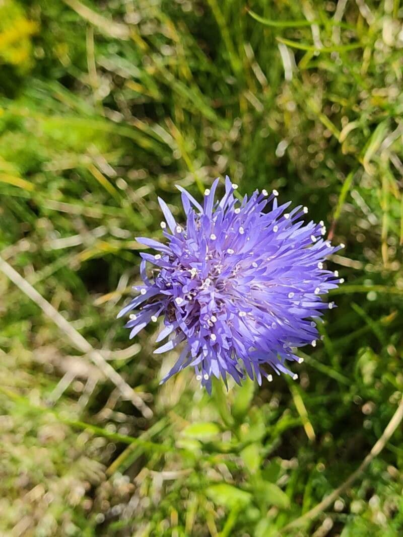Jasione 7