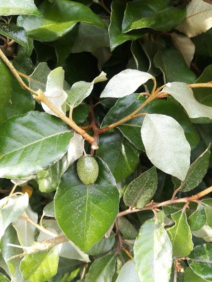 Hlošina stříbrná 18