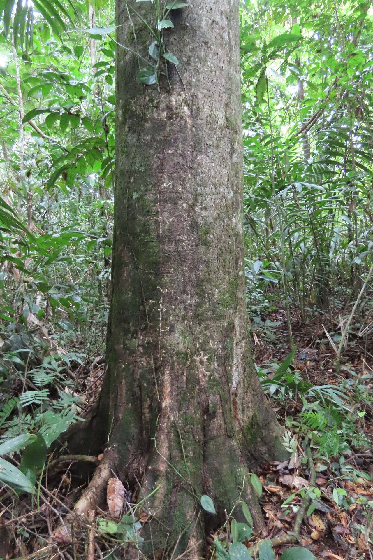 Vochysia 12