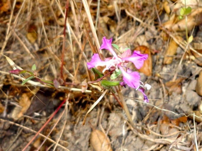 Clarkia romboidale 11
