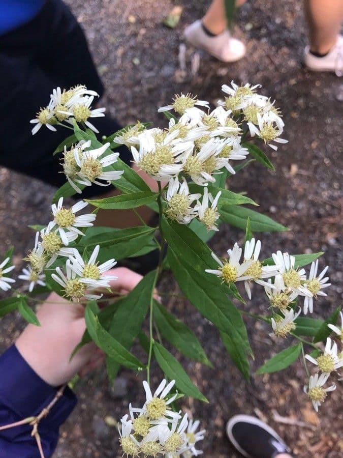 Doellingeria umbellata 3