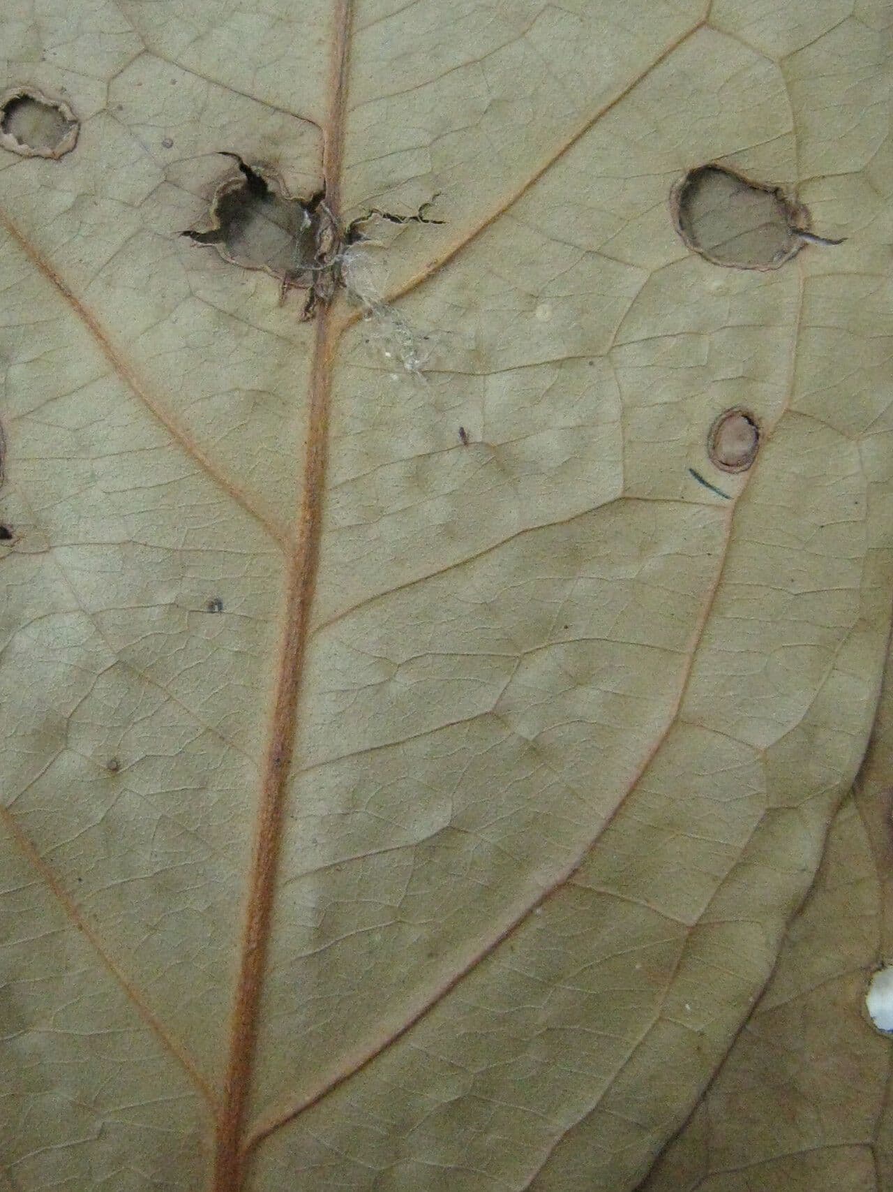 Eugenia 8