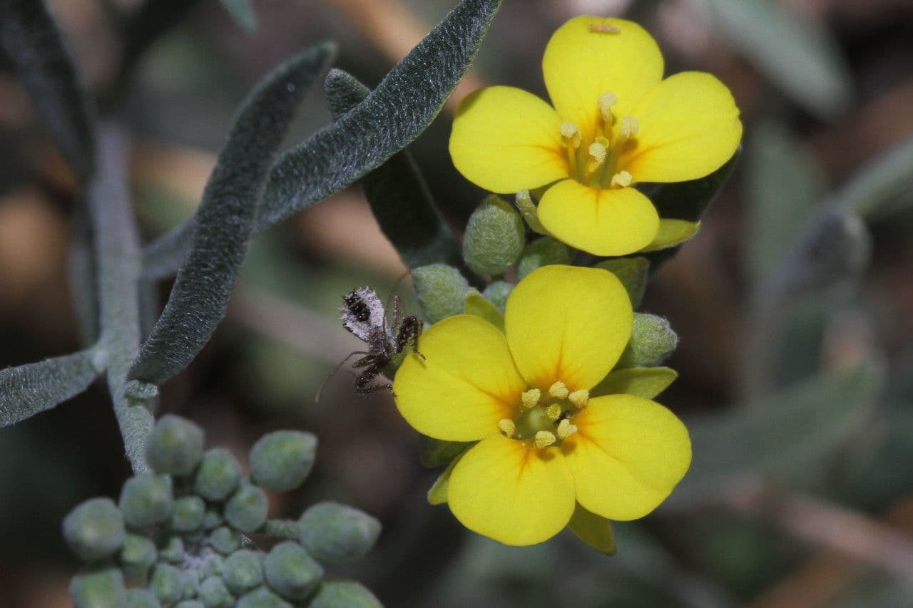 Fendler's bladderpod 4