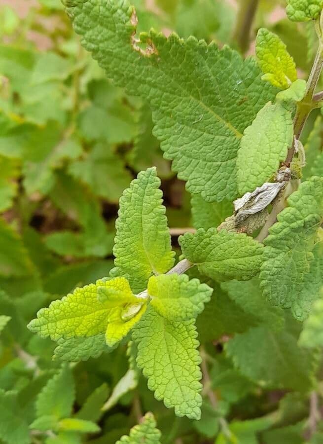 Salvia 3