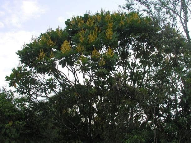 Cespedesia 15