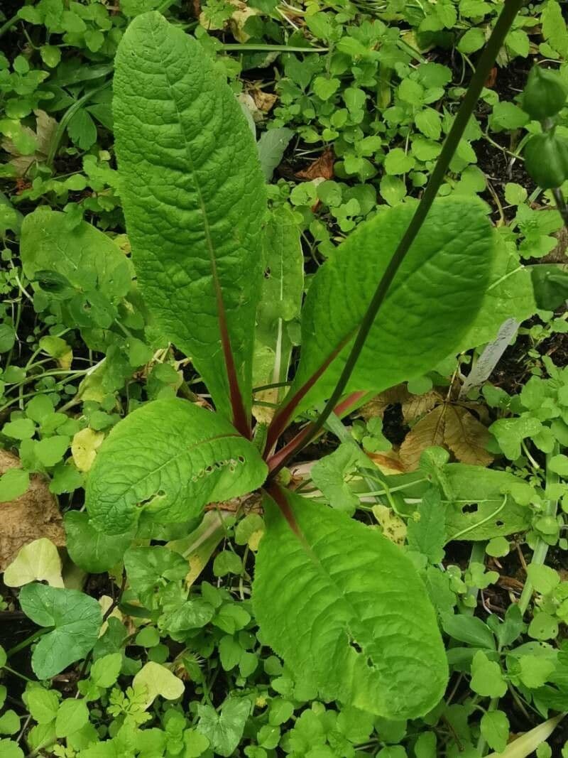 Primula 7