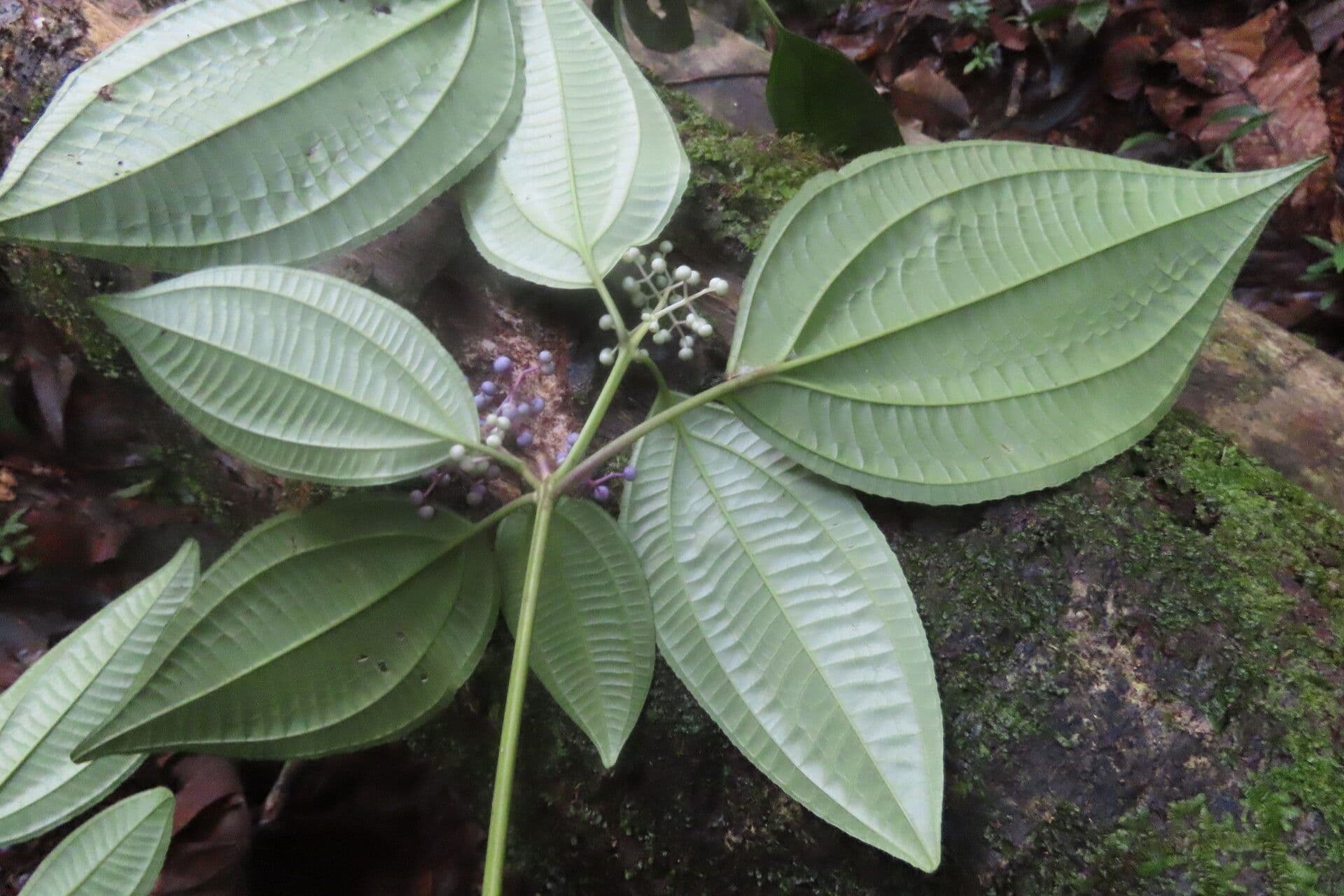 Miconia 6