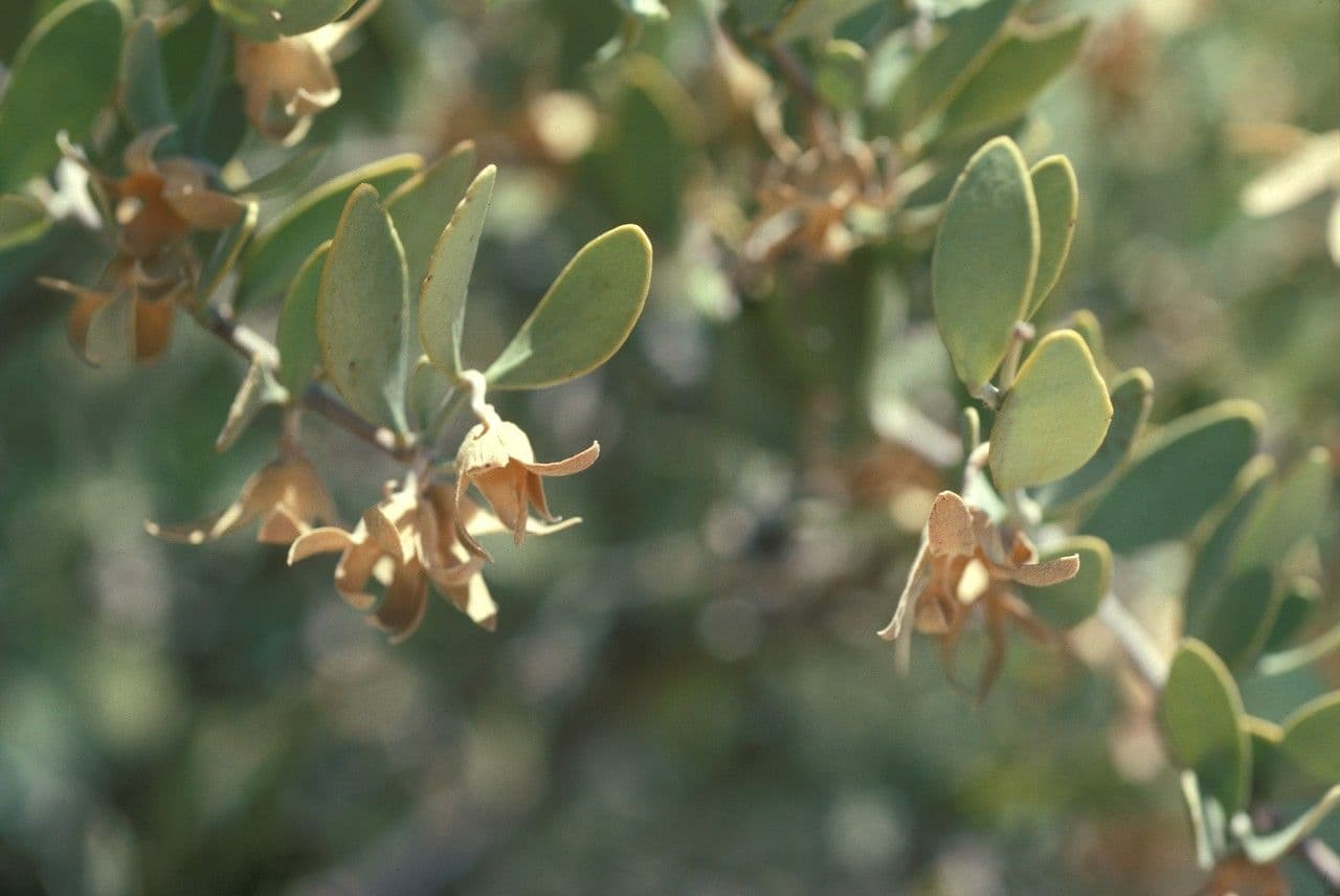 Jojoba 7