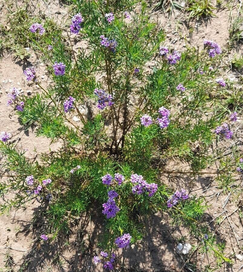 Junellia 7