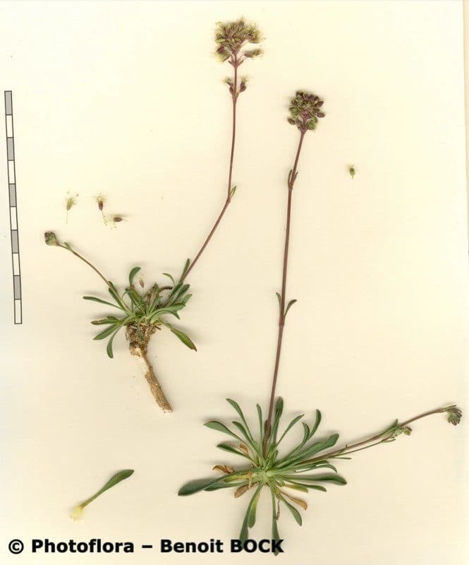 Silene otite 24