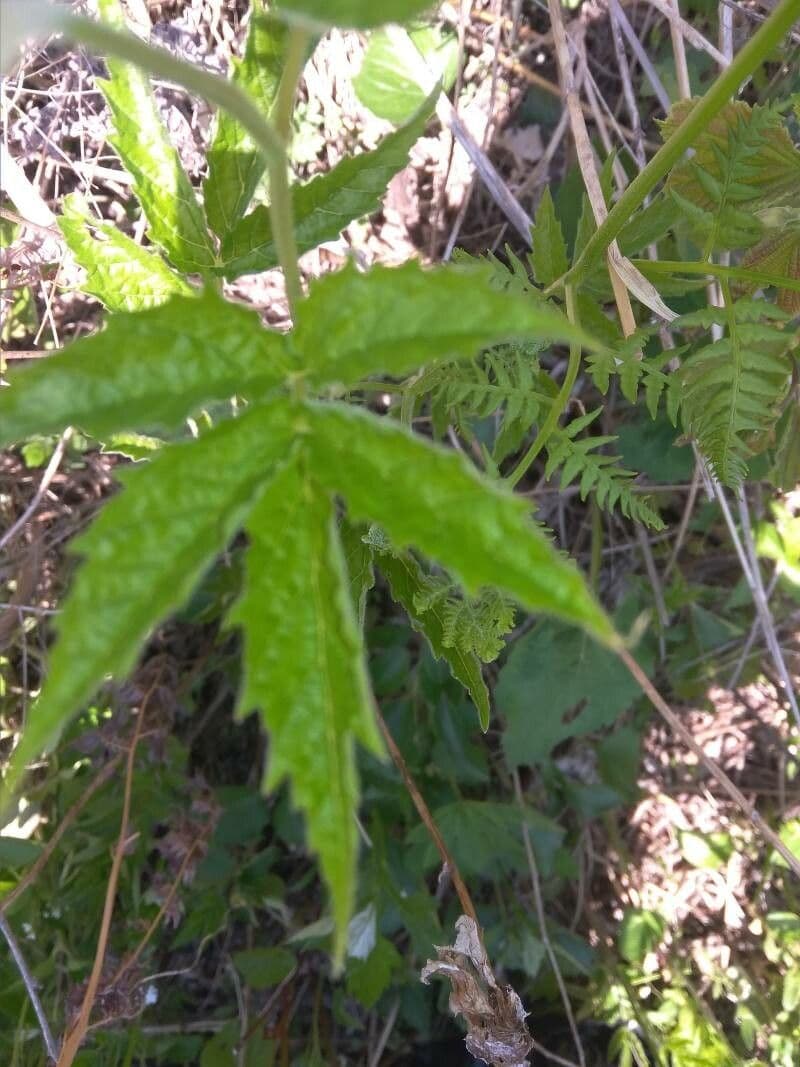 Cardamine bianca 4