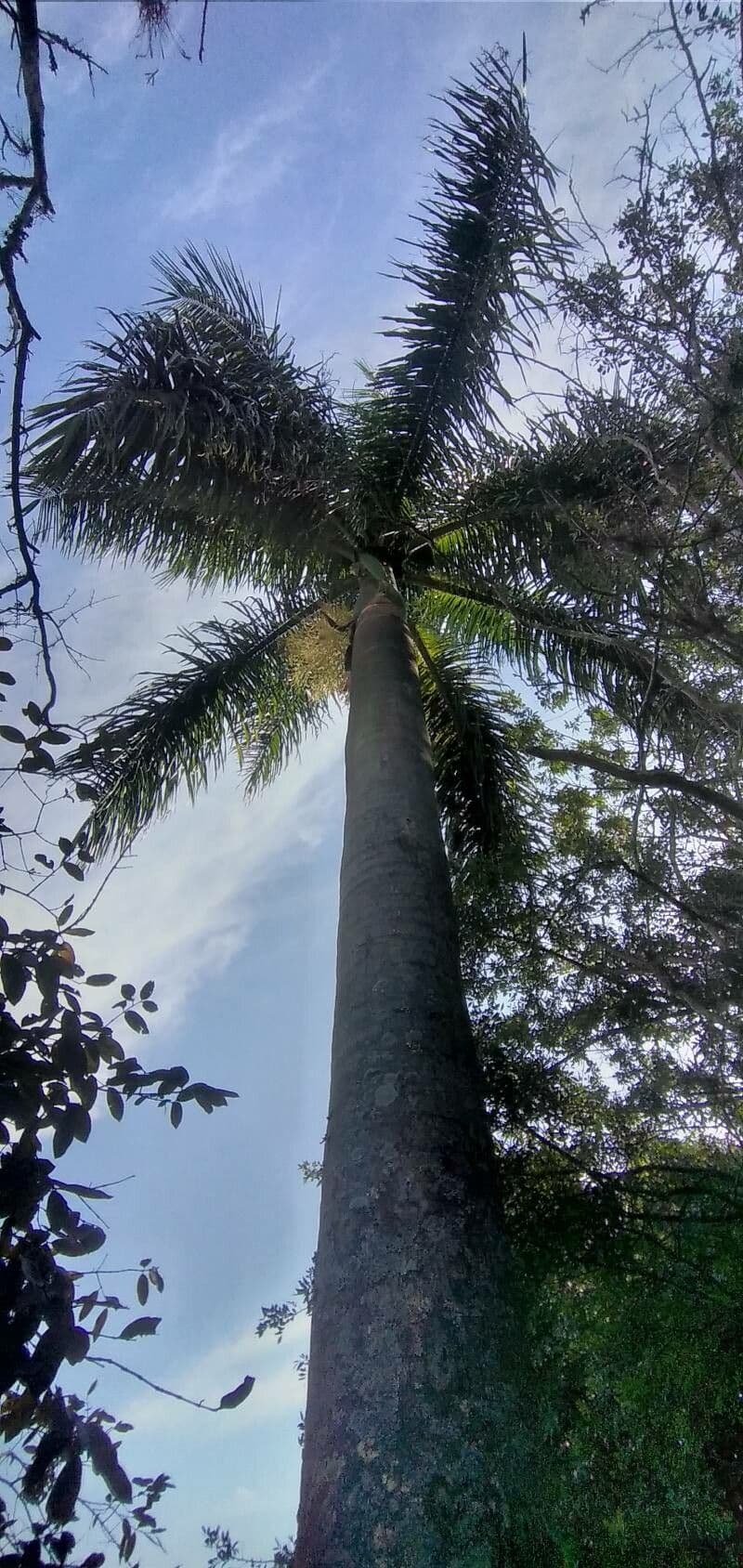 Roystonea 6