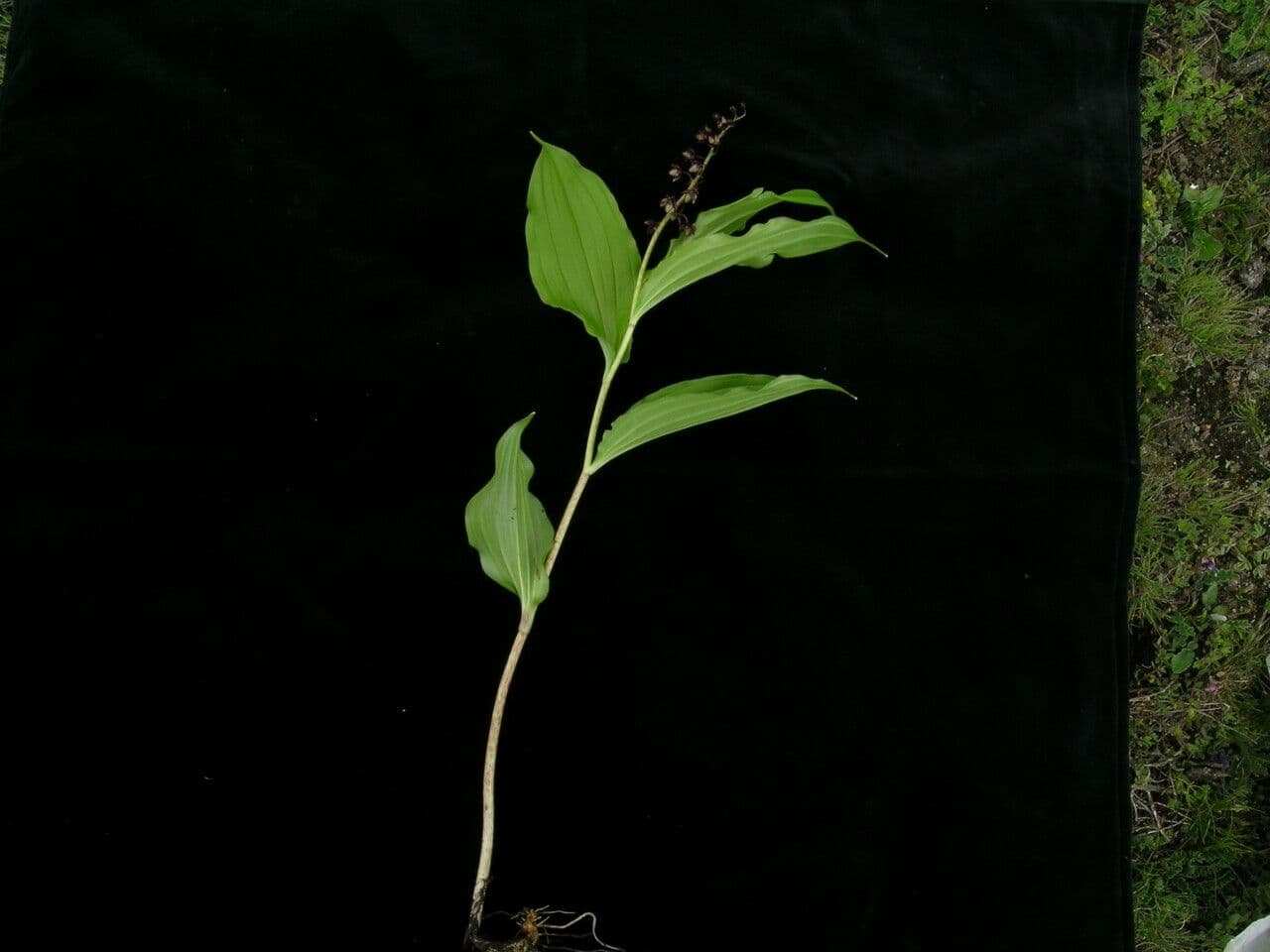 Convalaria morada 3