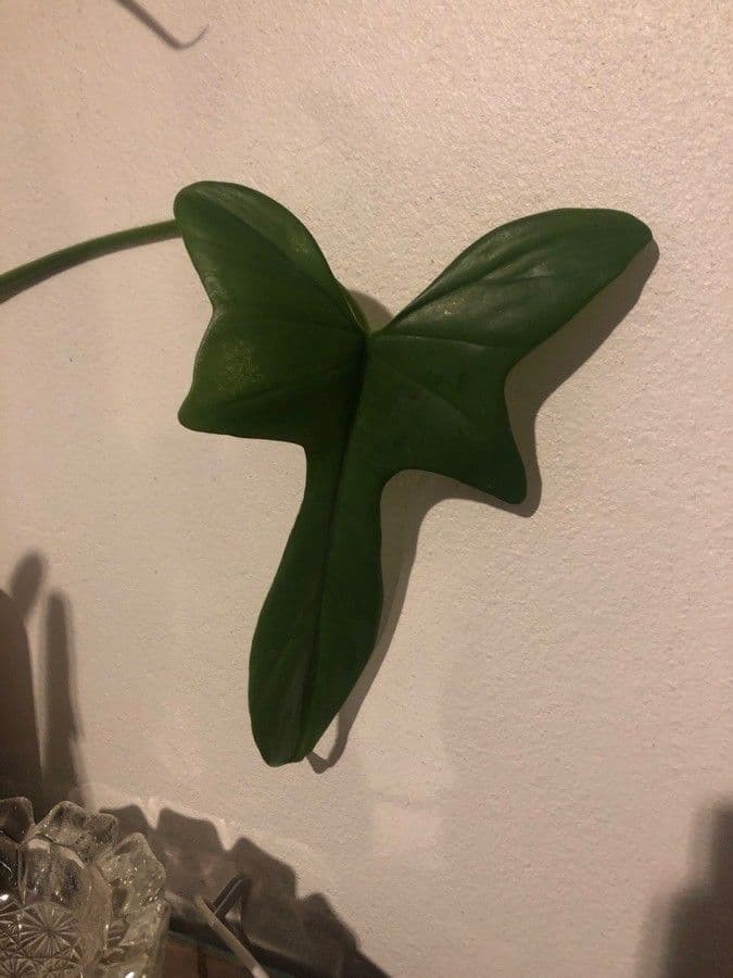 Philodendron violon 6