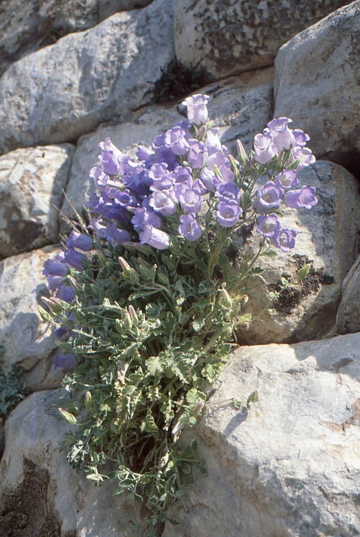 Campanula 2