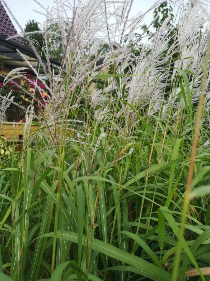 Miscanthus cukroplodý 4