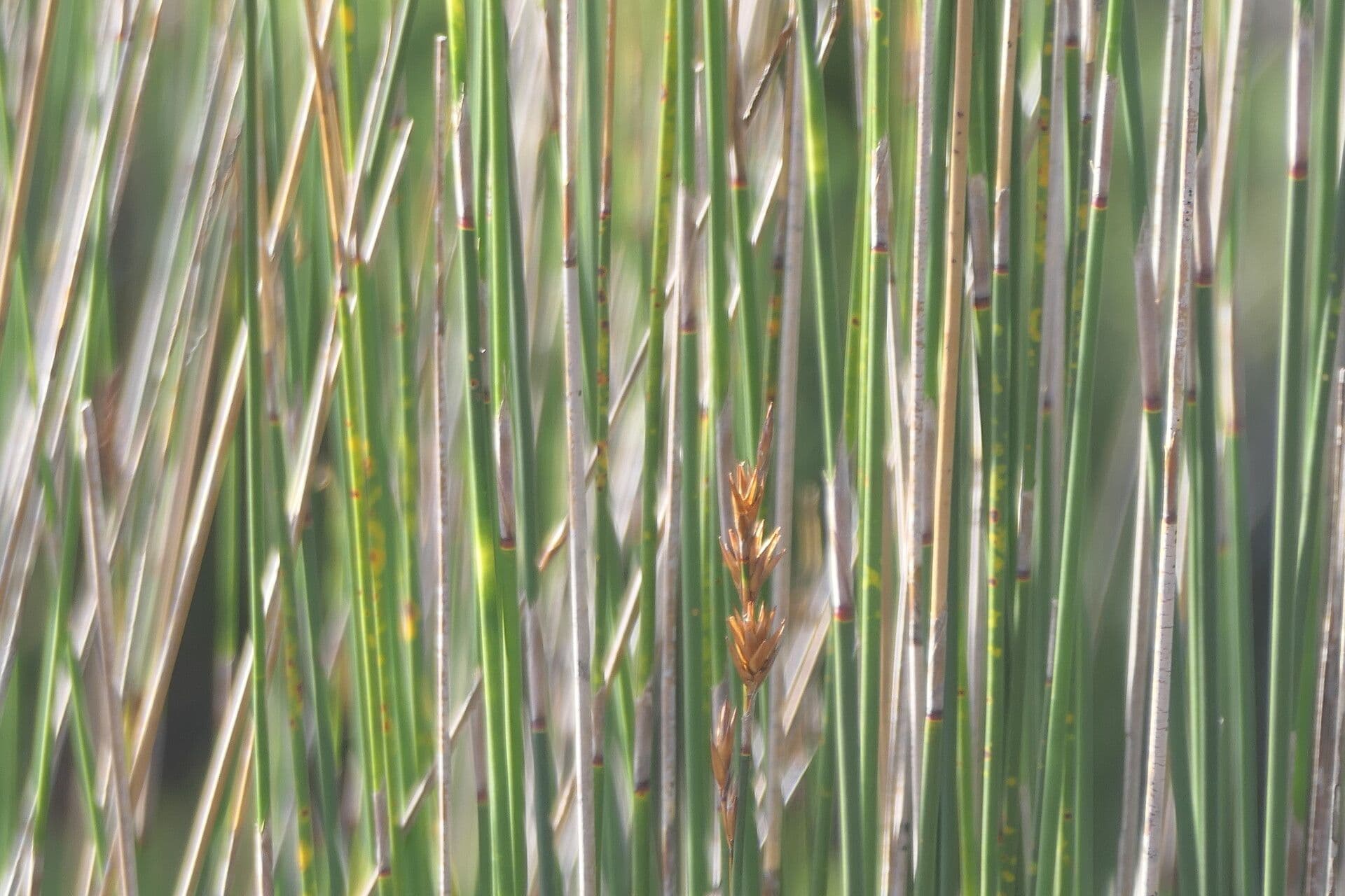 Thamnochortus 8