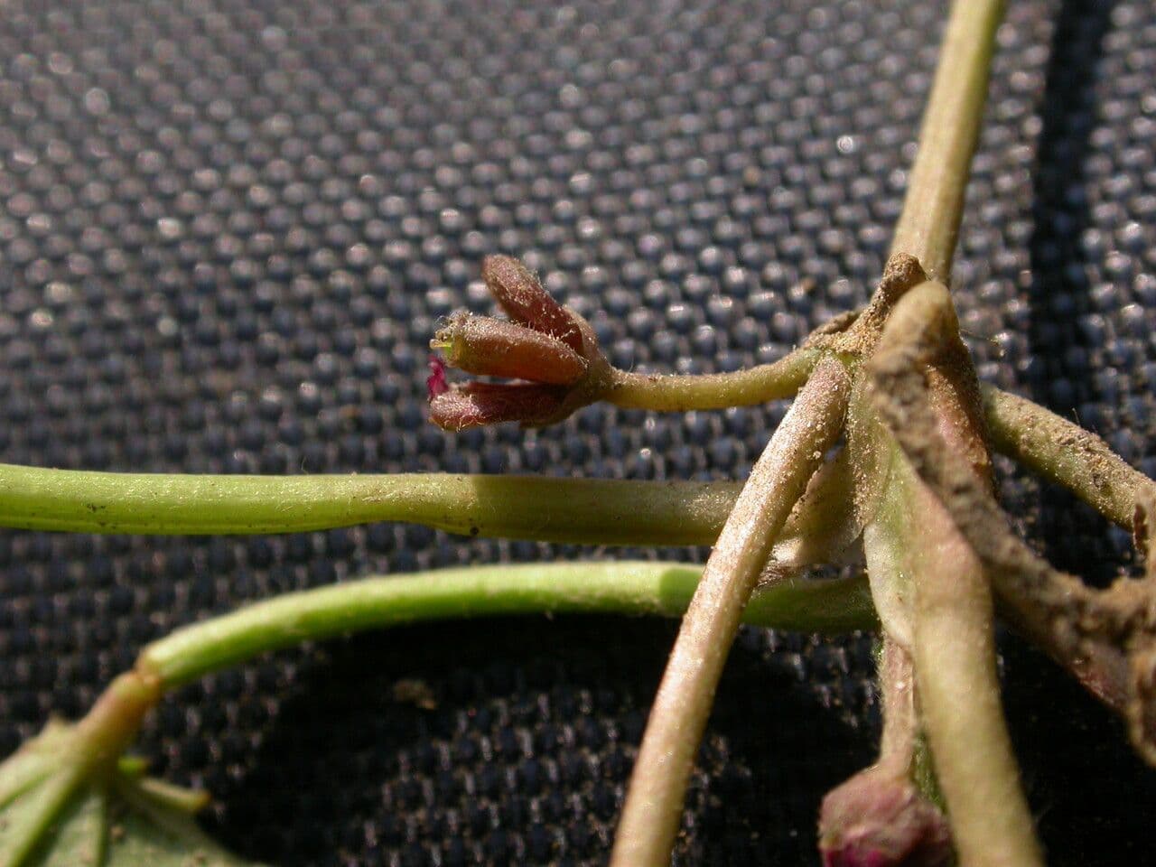 Centella asiatica