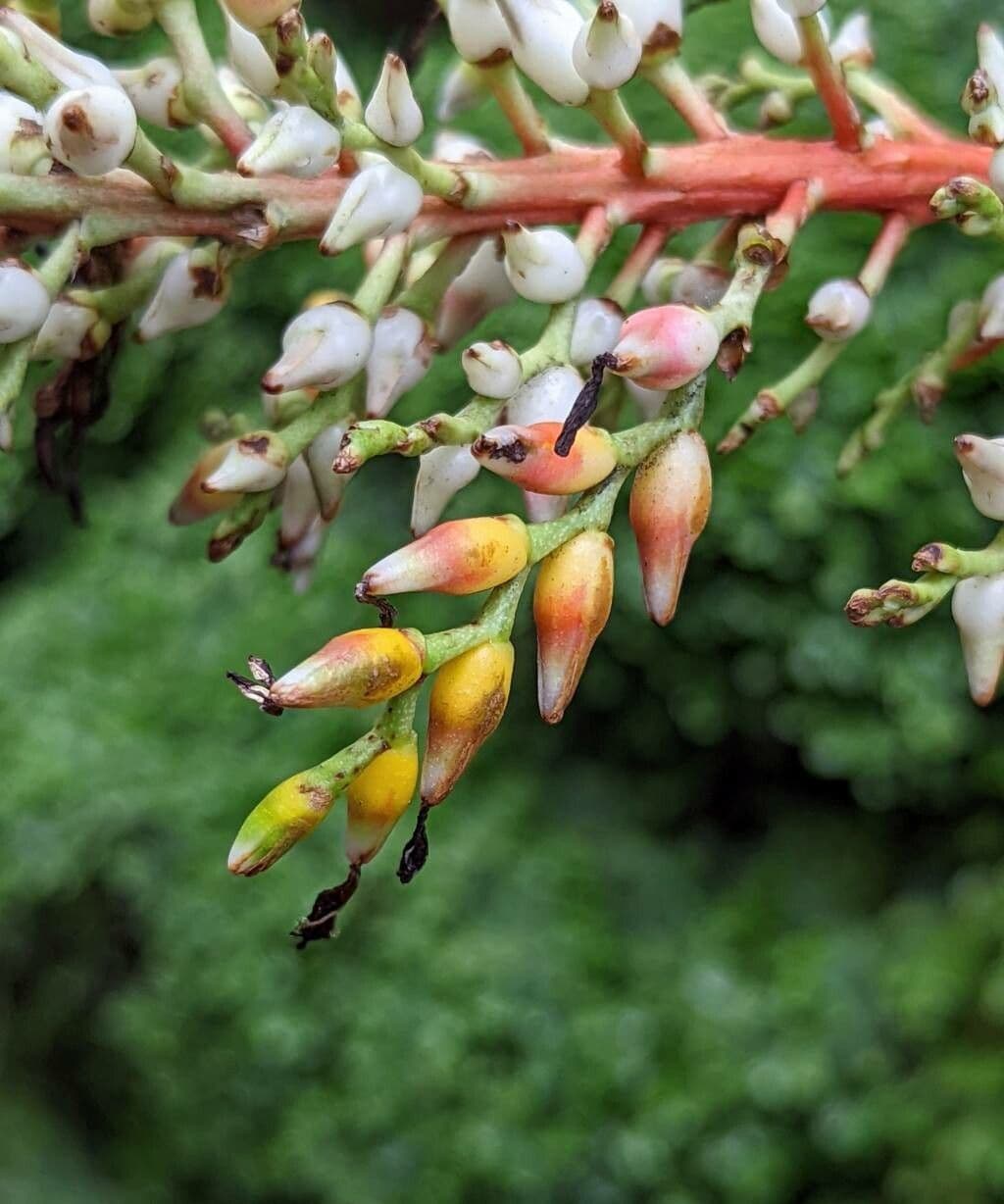 Echmea serwitena 2