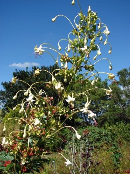 Clerodendrum indicum 14