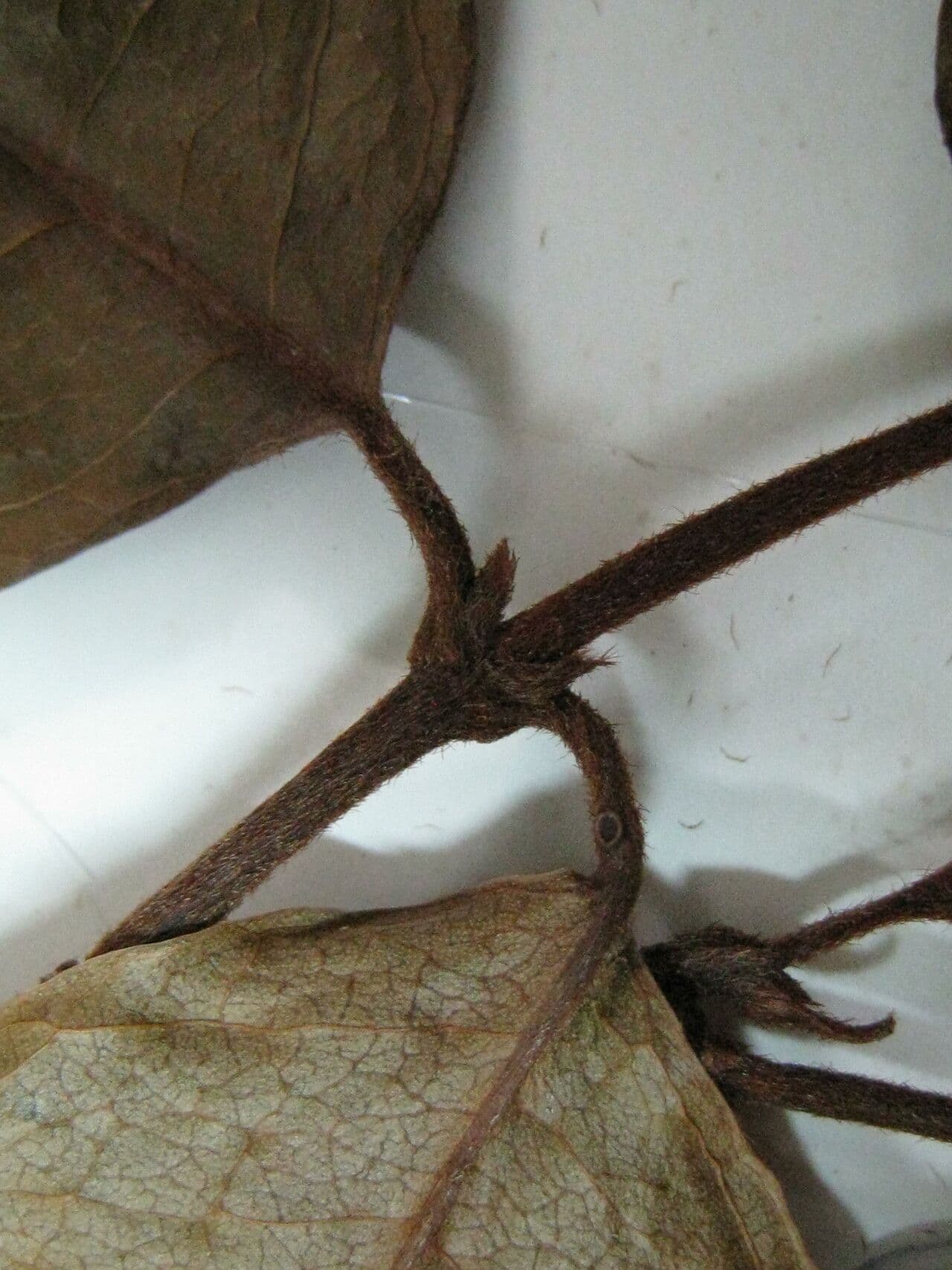 Spachea 3